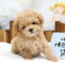 하남강아지 이미지