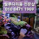 아쿠아티파니강서