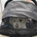 (주)펫노블레스 이미지