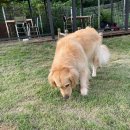 러브독 애견스쿨 이미지