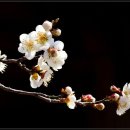 [최삼용] 봄꽃 기별 이미지
