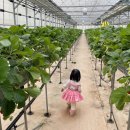 매지밀 딸기농장 이미지