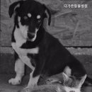 다가온동물병원 네이버블로그