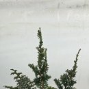 편백나무아래 이미지