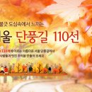 서울단풍길 티스토리