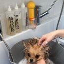 으뜸50안경 평택소사벌로터리점 | [평택 소사벌애견미용] &#34;동그리아&#34; 에서 강아지 탄산 나노 스파 대만족 후기