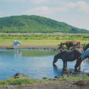 말산업 초석 다진 '제주마의 본향' 의귀리 이미지