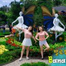 바나플라워 이미지