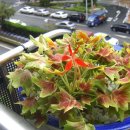 미니하우스 이미지