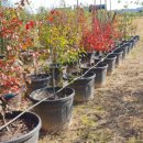 왕성길농장 이미지