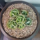 살구미농장 이미지