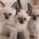 집사의 하루 대구점 이미지