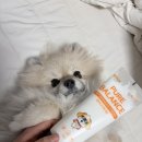 바른프렌즈 | 퓨어프렌즈 강아지 보습제 사용 후기｜핥아도 걱정 적은 반려동물 피부 보습 케어