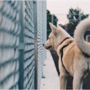 용의꼬리 이미지