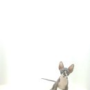 고양이를 사랑하는 남자 이미지