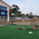 오성애견펜션 이미지