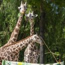 에버마루 이미지