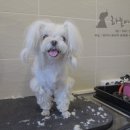 스타애견샵 이미지