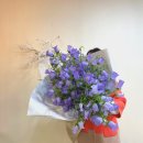 사파동165 | 나나비 연말이벤트 , 캄파눌라 무료나눔, 창원사파동꽃집