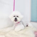 리치펫살롱 네이버블로그