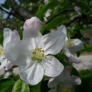 사과꽃 이미지