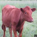 디디모스