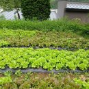 우렁각시 이미지