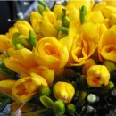 후리지아 이미지