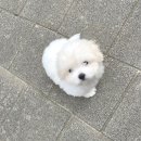 글로리 폭스 꼬똥 이미지