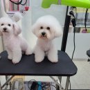 하리애견 이미지