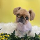 오수의과 동물병원 | 오수의과 동물병원 미용실의 봄맞이 포토존이 변경 되었습니다 ~