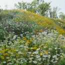 애코랜드 이미지