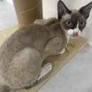 냥이는꿀꿀 이미지