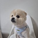 산책하는날 | [강아지용품리뷰] 강아지 목줄→하네스 교체 후기✨ 기도 자극 없이 산책하는 방법🐾