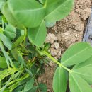 땅콩꽃이 피었네요. 고구마도 있어요 이미지