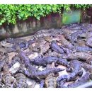 유심농장 이미지