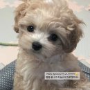 디어베어켄넬 | 믹스견 믹스견종류 디테일 디어룸