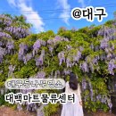 대백마트(대구역) | 대구근교아이랑가볼만한곳 대백마트 물류센터 등나무꽃 주차
