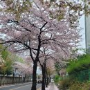서부간선수로변(농업기술센터 방면) | 4월11일의 #인천부평 #벚꽃명소 상황이 궁금했다.(702_260411)