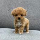 댕냥구리 강아지분양 고양이분양 구리본점 이미지