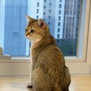 율하냥 | 김해 고양이 카페 율하냥 다녀간 후기