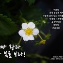 PICTURE&amp;TEXT_20231224_누가복음 2장 12절_진짜 왕과 진짜 복을 보라!_대림절 네 번째 주일 묵상_밀양시 양림간 딸기 이미지