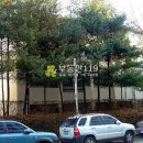 매화마을길(벌말로50번길) 이미지