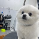 그루밍 펫 뷰티샵 | 가위컷 전문 그루밍펫뷰티샵^^ 동래구 사직동 온천동 연제구 거제동 연산동 부산진구 초읍동 연지동...