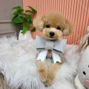 릴리줄리살롱 이미지