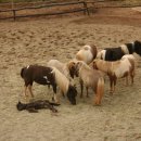 월드목장 이미지