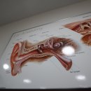 부산세기보청기 이미지