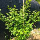 초일농장 이미지