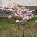 국립박물관에서 용산공원 가는길에 자태가 은은한 철쭉의 특징과 독성 이야기 이미지