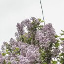 수수꽃다리 이미지